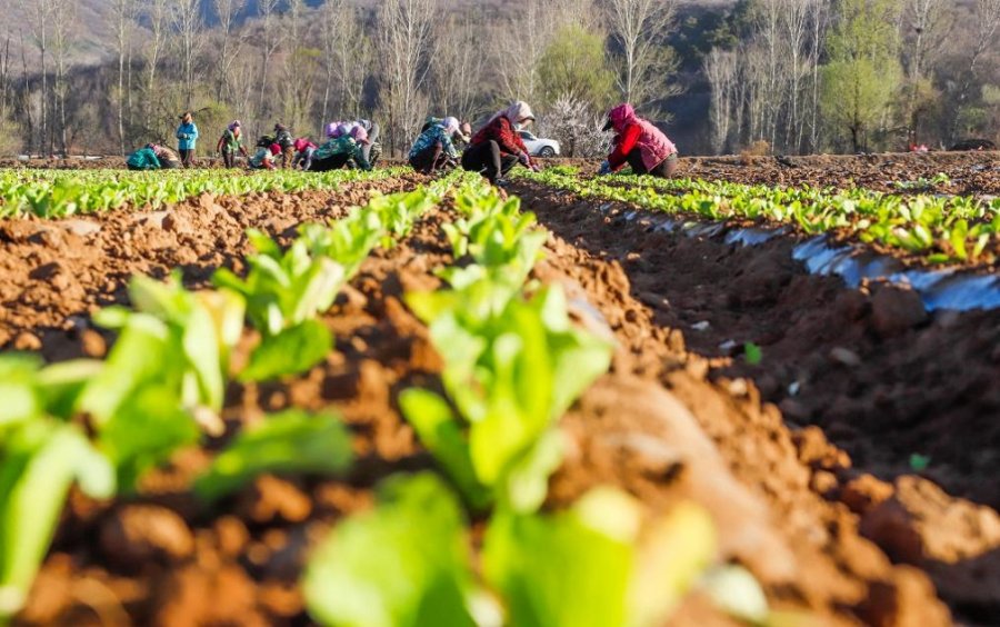 China's Agriculture and Agricultural Trade