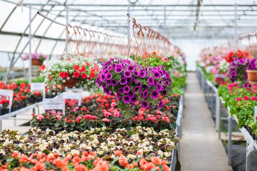 Floriculture in Russia has growth potential: free capacity and profitability growth