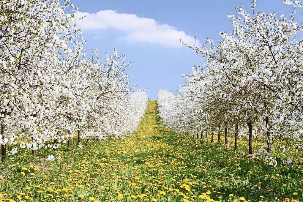 The market of fruit and berry products in Russia: production growth is ...
