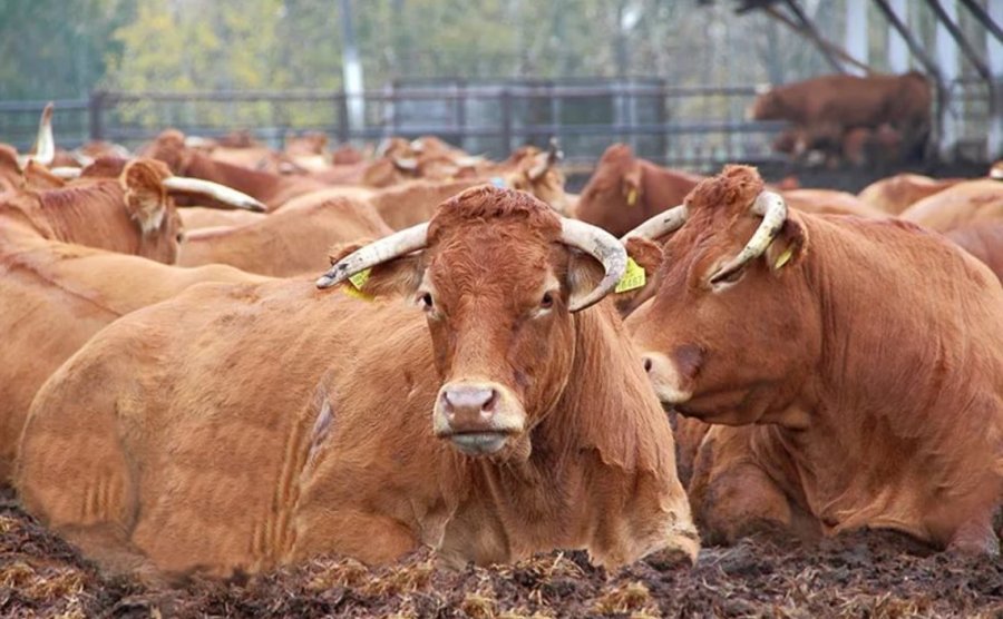 Beef cattle breeding in Russia is between serious challenges and great prospects for development